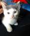 Beaux chatons croix bleue russes pour Stud publiqu - photo 1