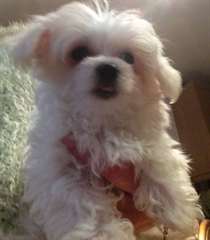 Belle chiots maltais mâle et femelle à sa recherch