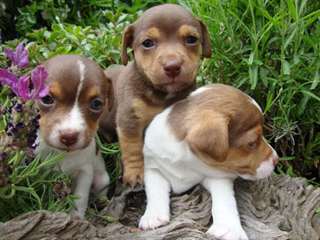 Jack de qualité chiots Russell terrier pour adopti