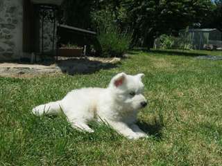 A donner chiot Berger Blanc Suisse