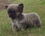 adorable chiot Chihuahua de pure race pour Noel - photo 2