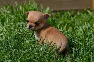 adorable chiot Chihuahua de pure race pour Noel