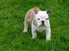 Pour Noel chiot BullDog Anglais en adoptions - photo 2
