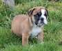 Pour Noel chiot BullDog Anglais en adoptions - photo 3