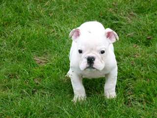 Pour Noel chiot BullDog Anglais en adoptions