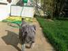 adorable chiot Sharpei de pure race Pour Noel - photo 2