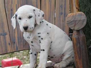 Mignons chiots Dalmatian pour adoption
