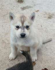 MAGNIFIQUE Husky