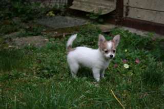 a donner chiot type chihuahua