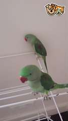 PERROQUET  A VENDRE