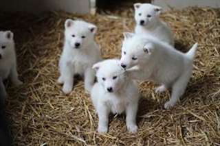 Chiots Weimador Weimaraner Husky sibérien pour l'a
