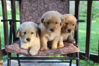 Golden Retriever masculins