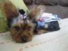 chiots yorkshire pour adoption - photo 1