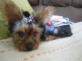 chiots yorkshire pour adoption