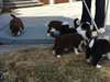 Chiots Border Collie disponible - photo 2