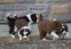 Chiots Border Collie disponible - photo 3