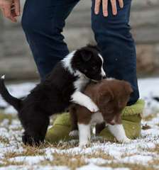 Chiots Border Collie disponible