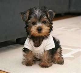 bien formés chiots yorkshire