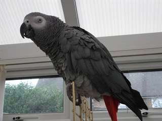 perroquet pour adoption