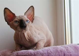 chaton sphynx pour adoption