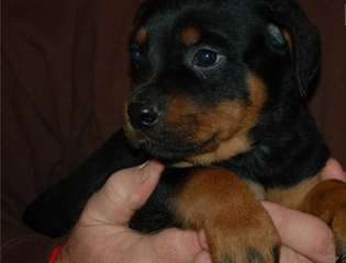 Chiots rottweiler lof