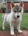 Magnifiques chiots Husky Sibérien - photo 2