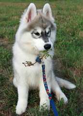Magnifiques chiots Husky Sibérien
