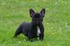 Tr&#232;s beaux chiots bouledogues fran&#231;ais - photo 2