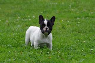 Tr&#232;s beaux chiots bouledogues fran&#231;ais