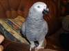 Beaux perroquets gris africains - photo 1