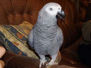 Beaux perroquets gris africains