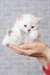 chaton british shorthair - photo 1