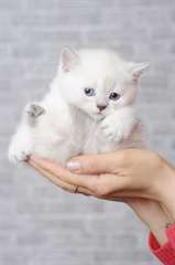 chaton british shorthair
