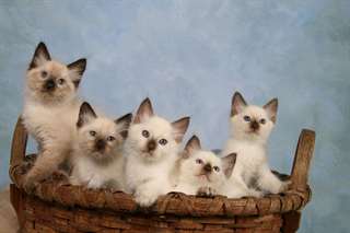 Ces beaut&#233;s balinaises