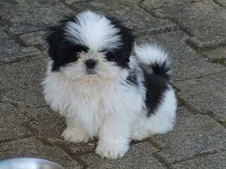 Superbes chiots shih tzu contre bon soins