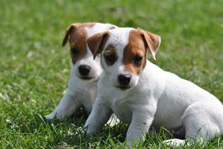 Magnifiques Chiots jack russell