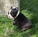 Superbe mâle boston terrier - photo 2