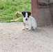A DONNER JACK RUSSEL FEMELLE NON LOF - photo 1