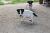 A DONNER JACK RUSSEL FEMELLE NON LOF - photo 2