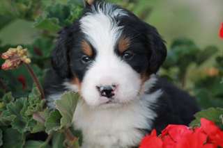 chiot bouvier bernois inscrit au LOF