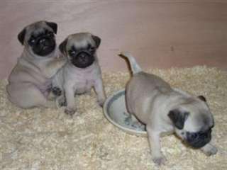 chiots calins