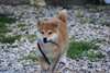 Joli chiot Akita Inu - photo 1
