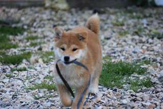 Joli chiot Akita Inu