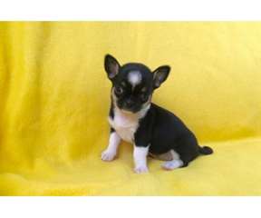 Donne pour Noél magnifique chiot chihuahua femelle