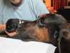 Chiots Saint Huberts (Bloodhounds) à vendre - photo 2