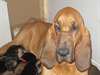 Chiots Saint Huberts (Bloodhounds) à vendre - photo 3