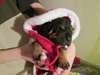 Chiots Saint Huberts (Bloodhounds) à vendre - photo 4