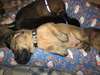 Chiots Saint Huberts (Bloodhounds) à vendre - photo 5