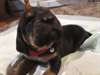 Chiots Saint Huberts (Bloodhounds) à vendre - photo 8