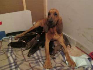 Chiots Saint Huberts (Bloodhounds) à vendre